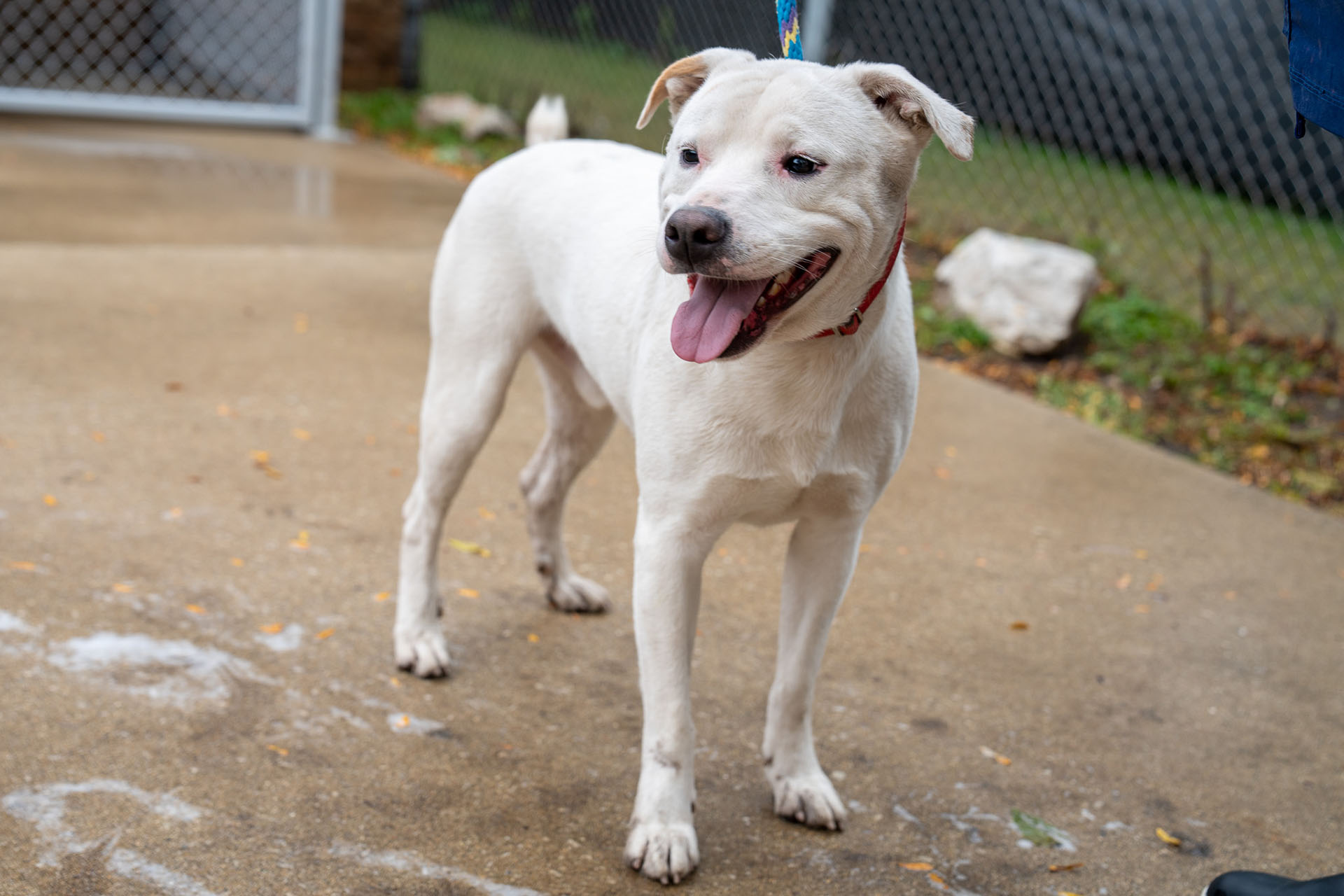 Dogs available for Adoption.
