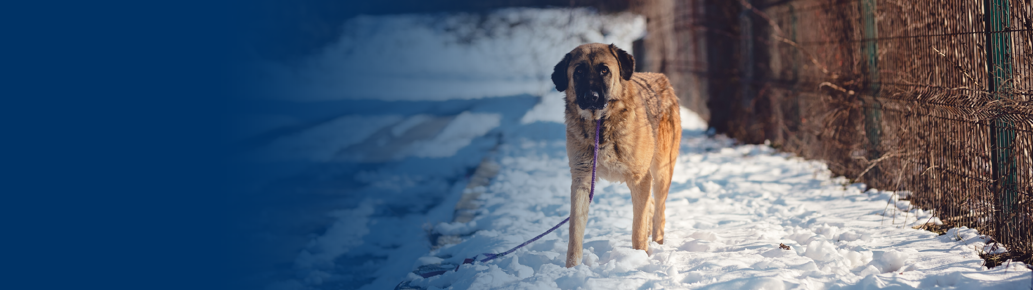 Dog walking on road.